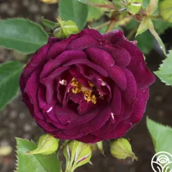 Heirloom Roses Midnight Blue™ Outlet