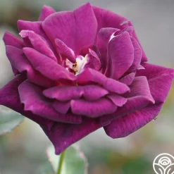 Heirloom Roses Midnight Blue™ Outlet