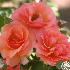 Heirloom Roses Midsummer Night's Dream™ Clearance