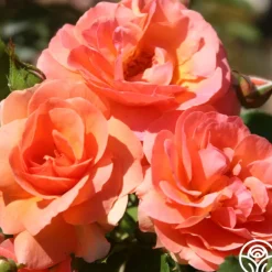 Heirloom Roses Midsummer Night's Dream™ Clearance