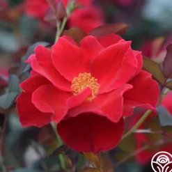 Heirloom Roses Miracle On The Hudson® Best