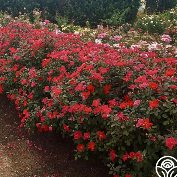 Heirloom Roses Miracle On The Hudson® Best