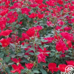 Heirloom Roses Miracle On The Hudson® Best