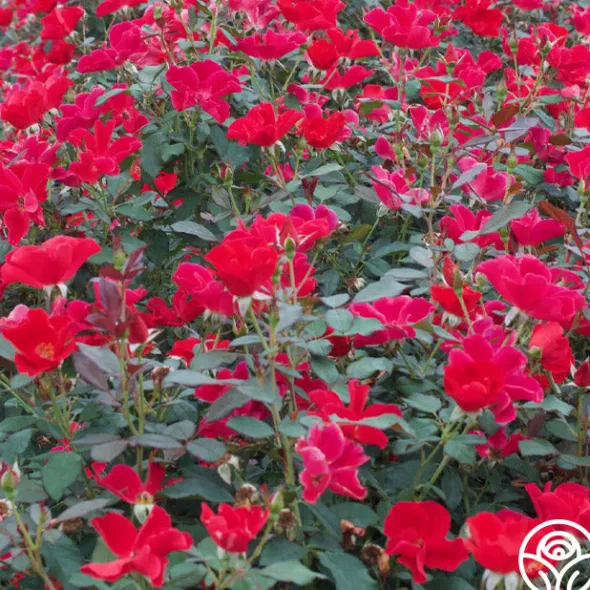Heirloom Roses Miracle On The Hudson® Best