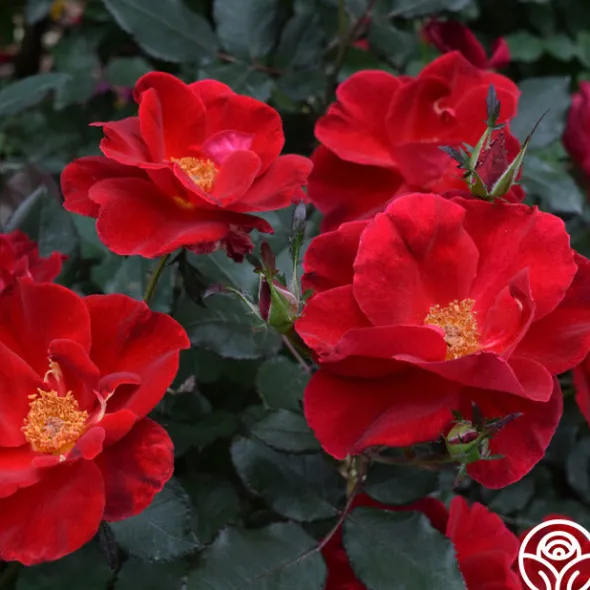 Heirloom Roses Miracle On The Hudson® Best