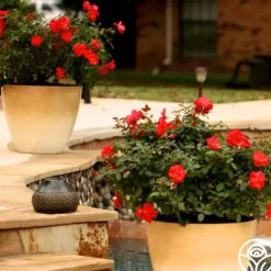 Heirloom Roses Miracle On The Hudson® Best