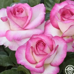Heirloom Roses Miss Congeniality™