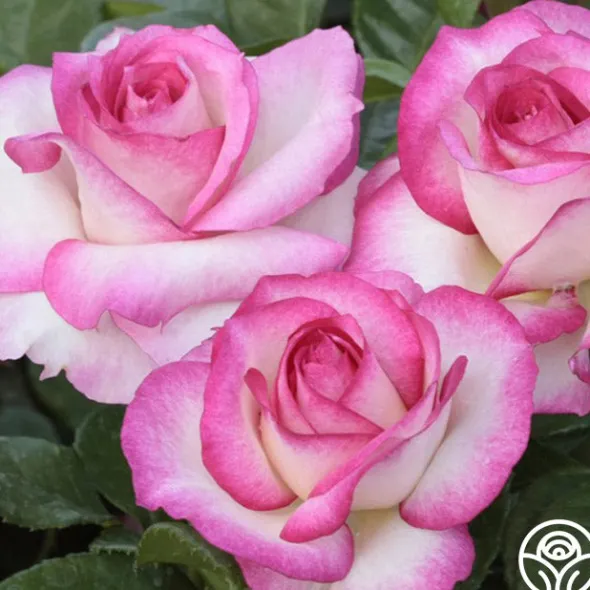 Heirloom Roses Miss Congeniality™