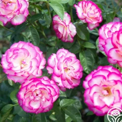 Heirloom Roses Miss Congeniality™