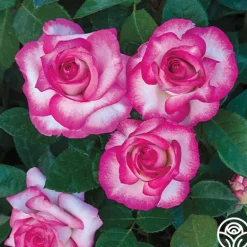 Heirloom Roses Miss Congeniality™