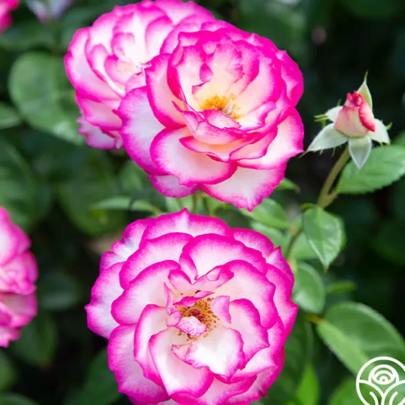 Heirloom Roses Miss Congeniality™