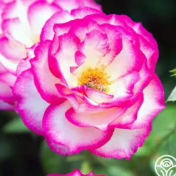 Heirloom Roses Miss Congeniality™