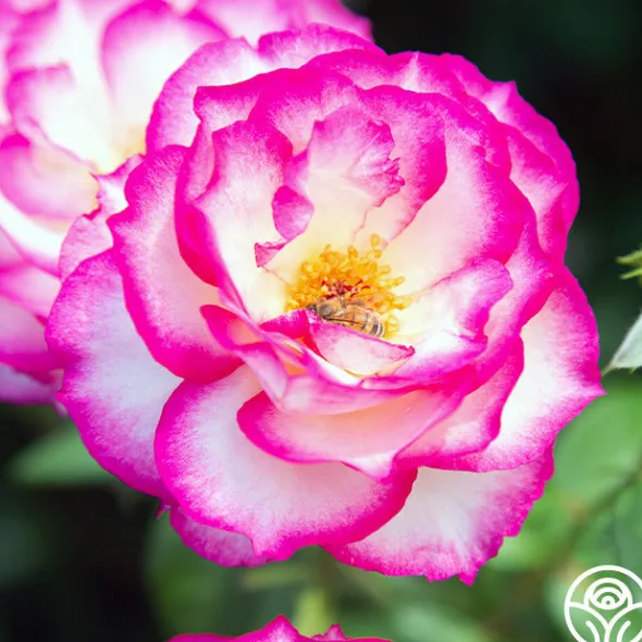Heirloom Roses Miss Congeniality™