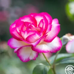 Heirloom Roses Miss Congeniality™