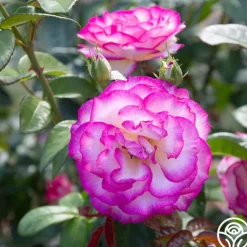 Heirloom Roses Miss Congeniality™