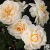 Heirloom Roses Miss Dior™ Outlet