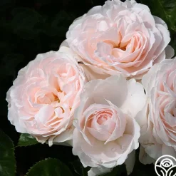 Heirloom Roses Miss Dior™ Outlet