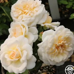 Heirloom Roses Miss Dior™ Outlet