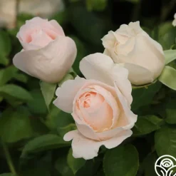 Heirloom Roses Miss Dior™ Outlet