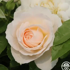 Heirloom Roses Miss Dior™ Outlet