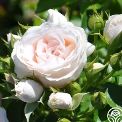Heirloom Roses Miss Dior™ Outlet