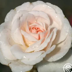 Heirloom Roses Miss Dior™ Outlet
