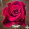 Heirloom Roses Mister Lincoln® Discount