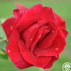 Heirloom Roses Mister Lincoln® Discount