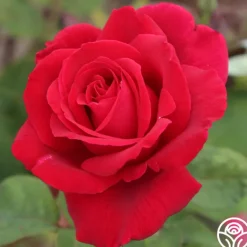 Heirloom Roses Mister Lincoln® Discount