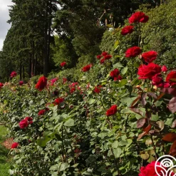Heirloom Roses Mister Lincoln® Discount