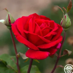 Heirloom Roses Mister Lincoln® Discount