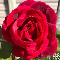 Heirloom Roses Mister Lincoln® Discount