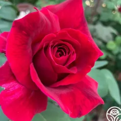 Heirloom Roses Mister Lincoln® Discount