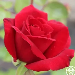 Heirloom Roses Mister Lincoln® Discount
