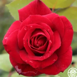 Heirloom Roses Mister Lincoln® Discount