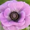 Heirloom Roses Mistral Milka Clearance