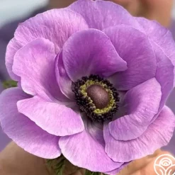Heirloom Roses Mistral Milka Clearance