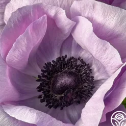 Heirloom Roses Mistral Milka Clearance