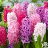 Heirloom Roses Mix The Pinks Sale