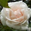 Heirloom Roses Mme Alfred Carrière Hot