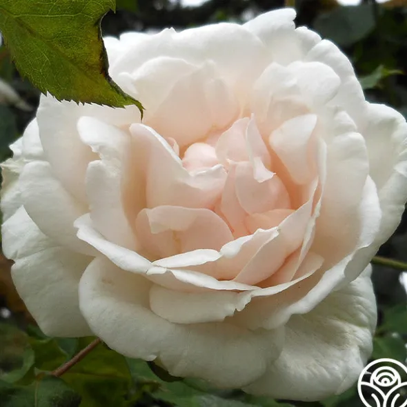 Heirloom Roses Mme Alfred Carrière Hot
