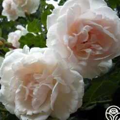 Heirloom Roses Mme Alfred Carrière Hot