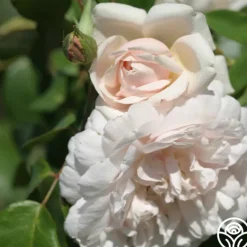Heirloom Roses Mme Alfred Carrière Hot