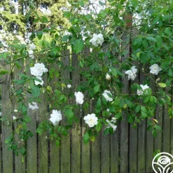 Heirloom Roses Mme Alfred Carrière Hot