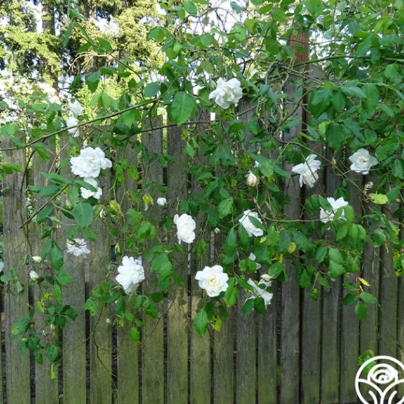 Heirloom Roses Mme Alfred Carrière Hot