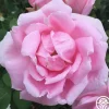 Heirloom Roses Mme Caroline Testout