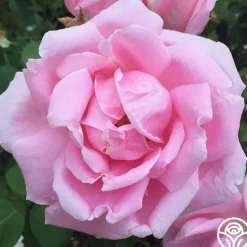 Heirloom Roses Mme Caroline Testout