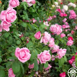 Heirloom Roses Mme Caroline Testout