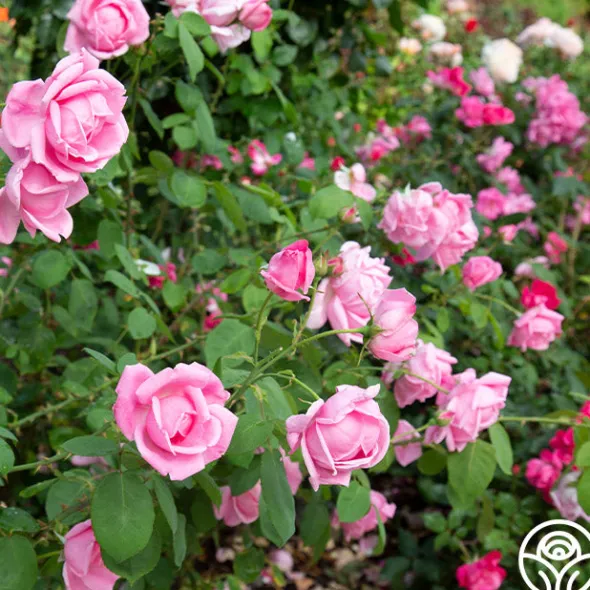 Heirloom Roses Mme Caroline Testout