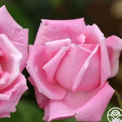 Heirloom Roses Mme Caroline Testout